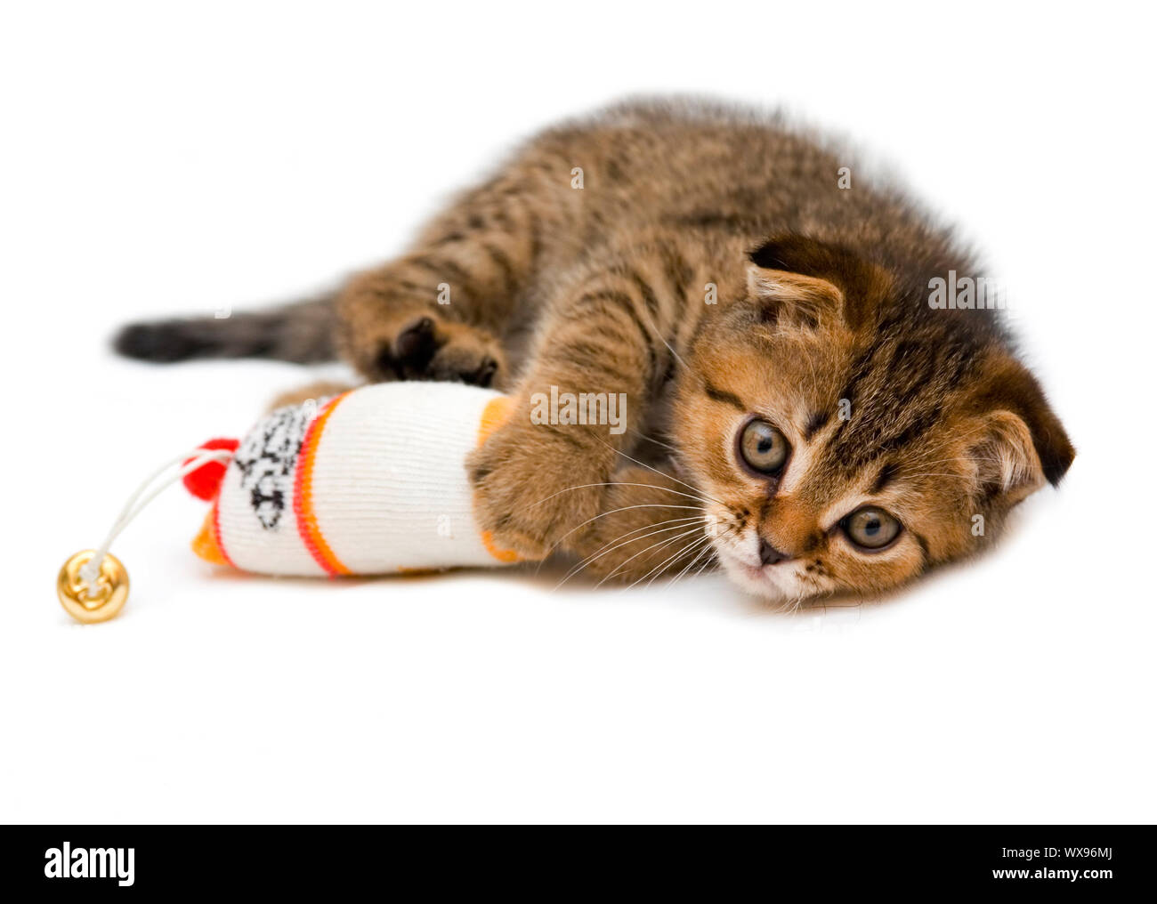 Poco giocoso gattino isolati su sfondo bianco Foto Stock