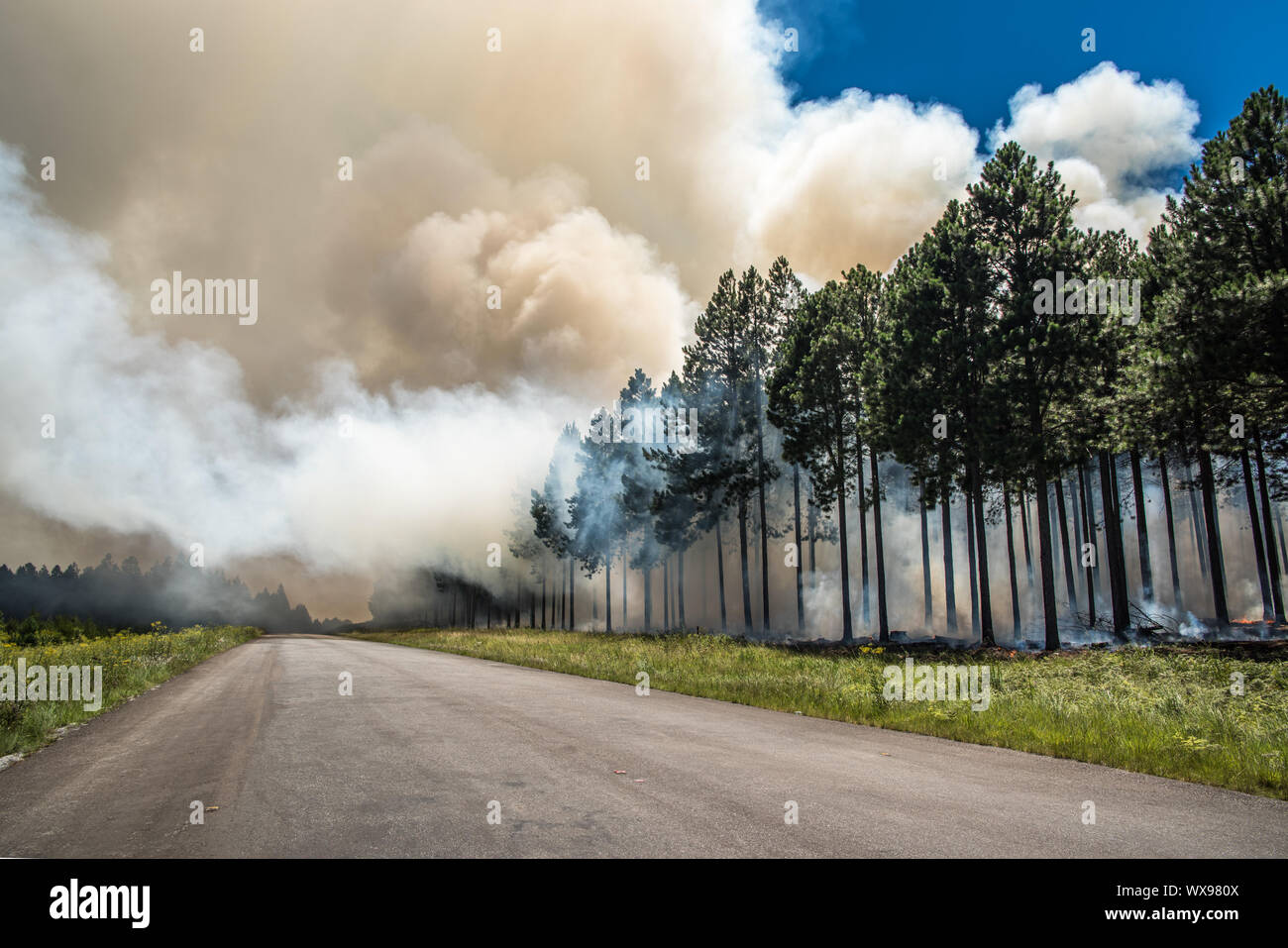 Wildfire, incendio in una foresta. Foto Stock
