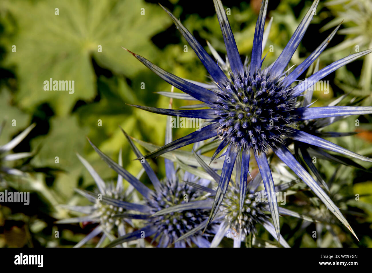 Un bel blu fiore di cardo trovati in Monet il giardino, come pure altri giardini nella stessa area della Francia Foto Stock