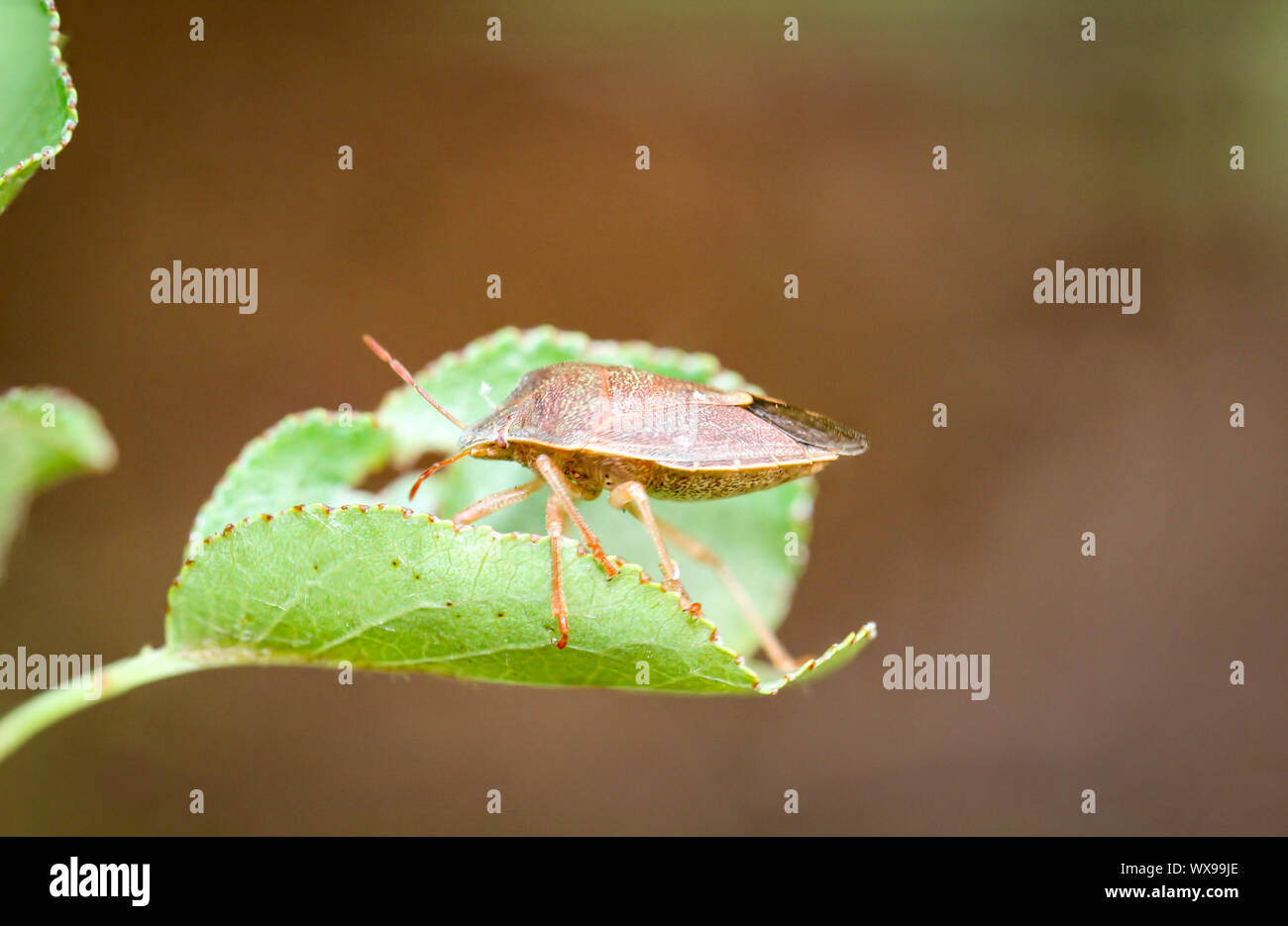 Bug su una pianta Foto Stock