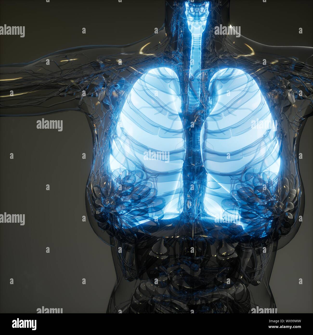 Polmoni umani esame radiologico Foto Stock