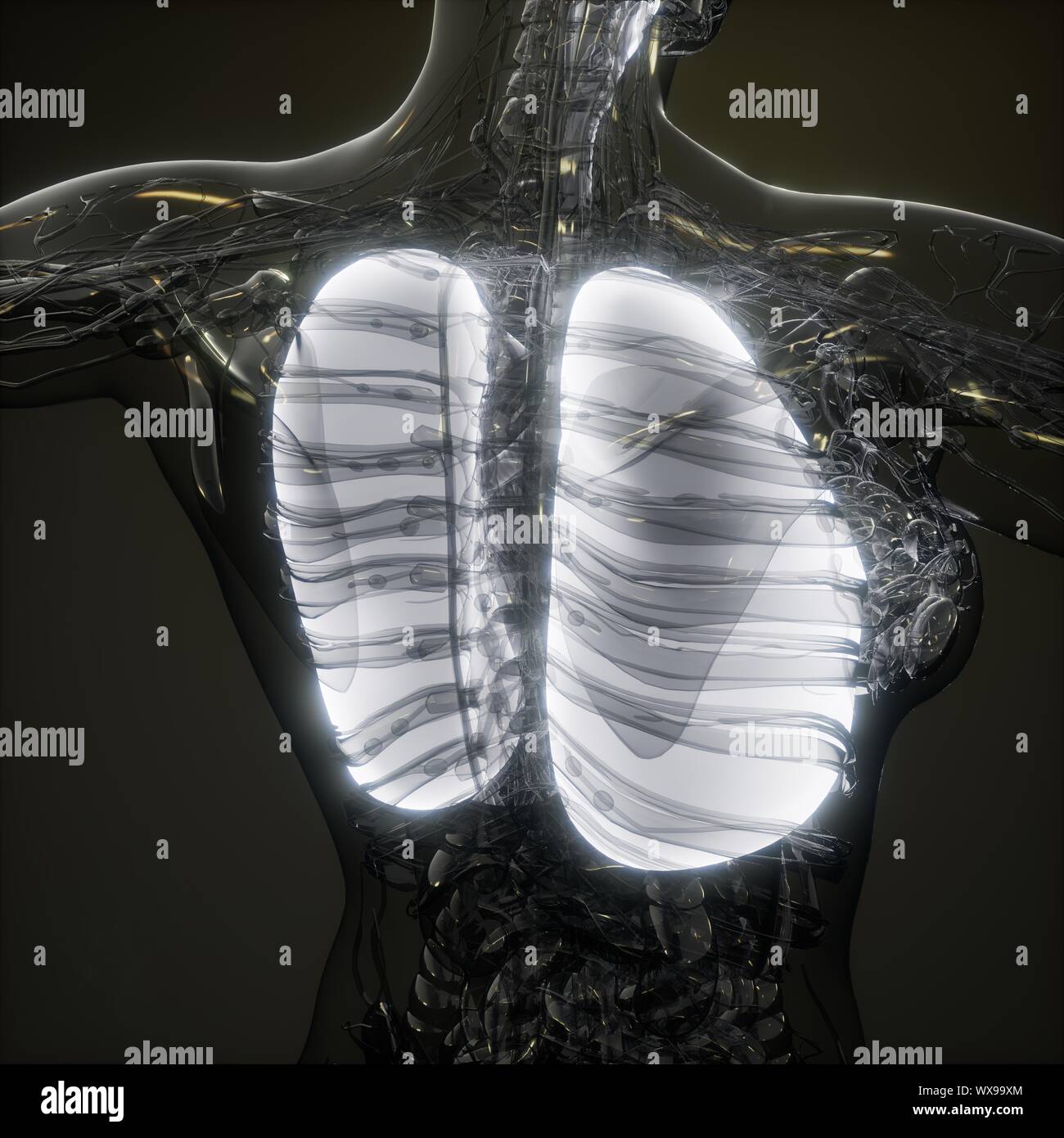 Polmoni umani esame radiologico Foto Stock