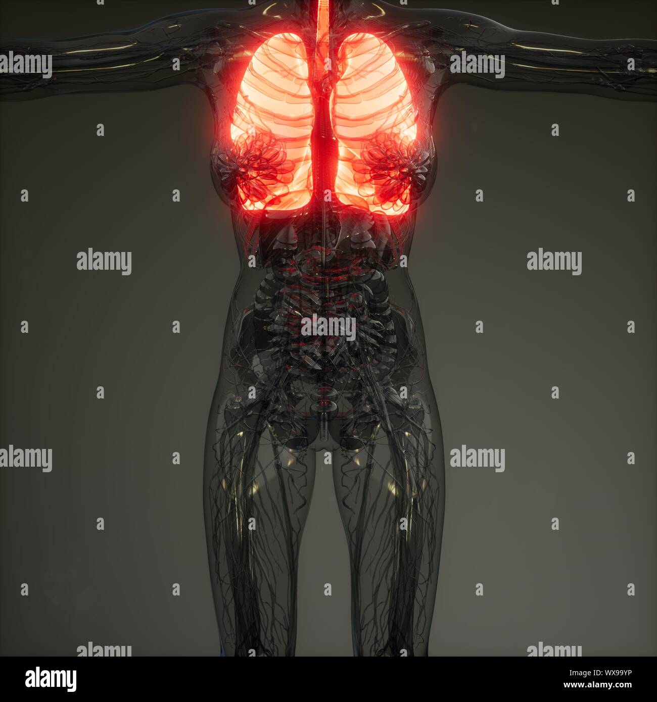 Polmoni umani esame radiologico Foto Stock