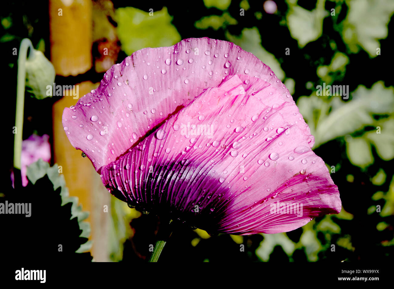 Belle le gocce di pioggia su una rosa di papavero in prima mattinata a Monet a Giverny, Francia Foto Stock