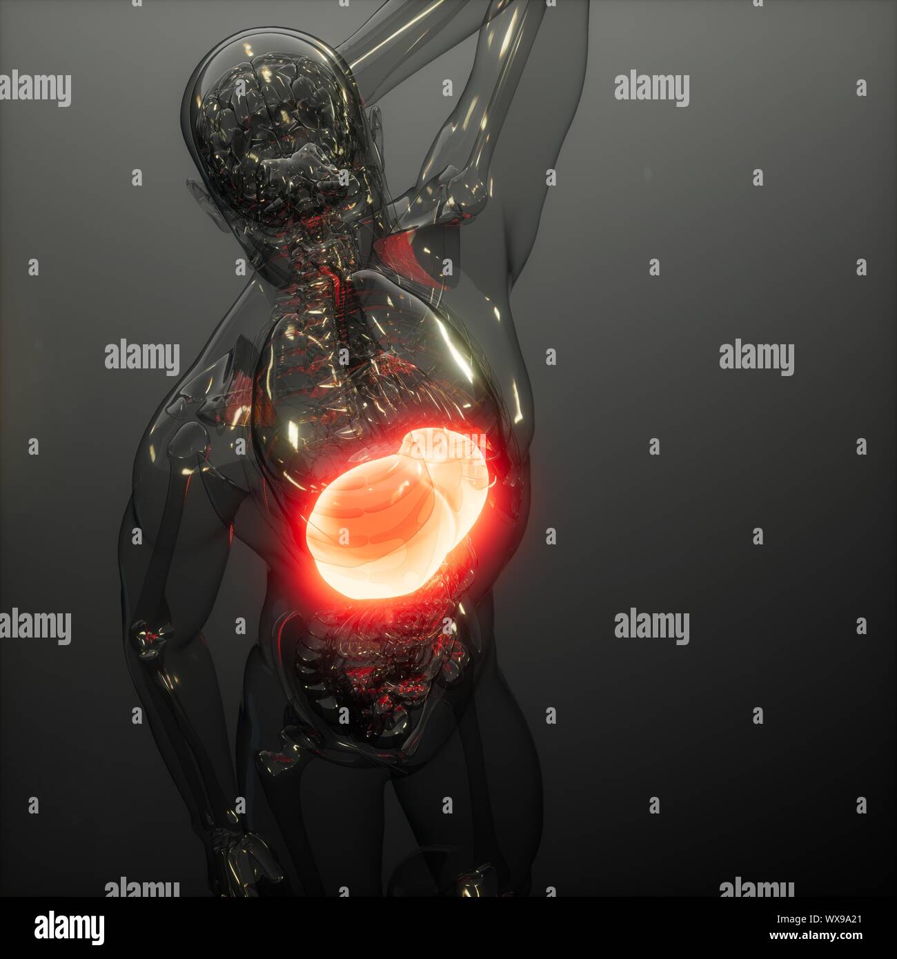 Fegato umano esame radiologico Foto Stock