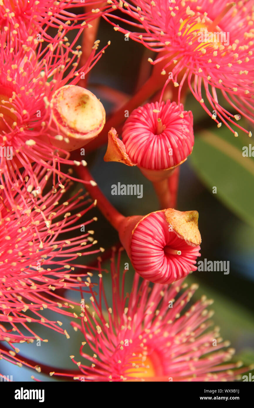 Il bellissimo Coral Tree di gomma che è un nativo Australiano. Il locale parrocchetti amore il nettare Foto Stock