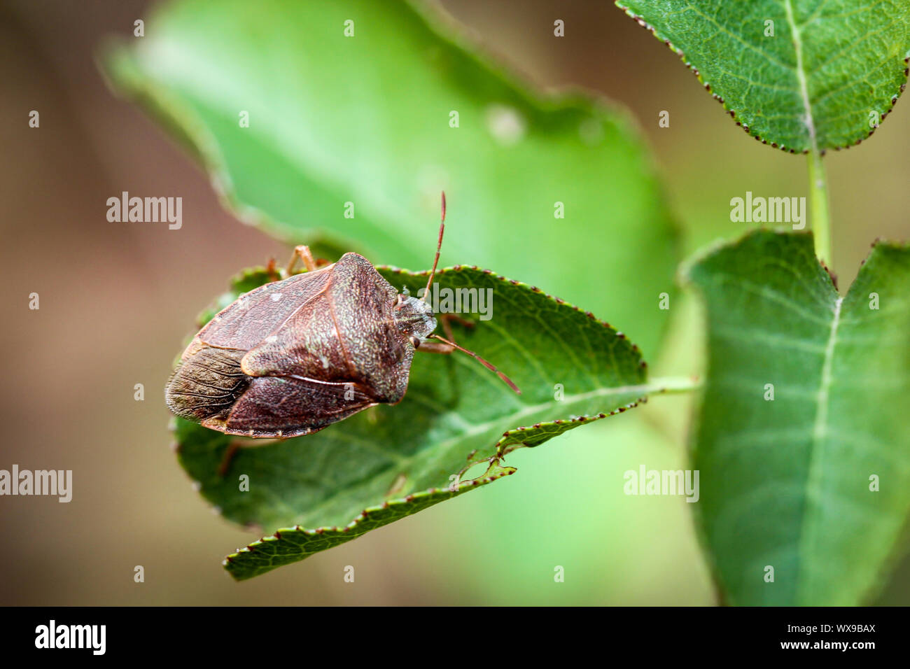 Bug su un impianto Foto Stock