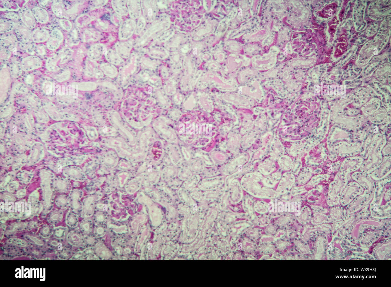 Mouse della corteccia renale sotto il microscopio 100x Foto Stock