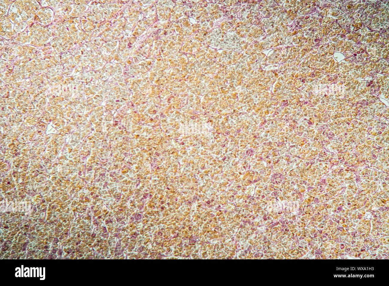 La ghiandola pituitaria ghiandola pituitaria sotto il microscopio 100x Foto Stock