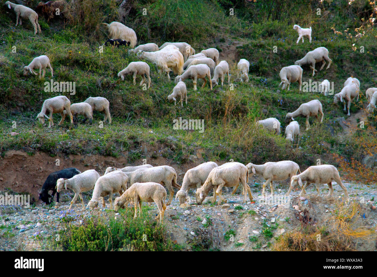 Il pascolo di ovini e caprini nelle valli di Pre-Himalayas Foto Stock