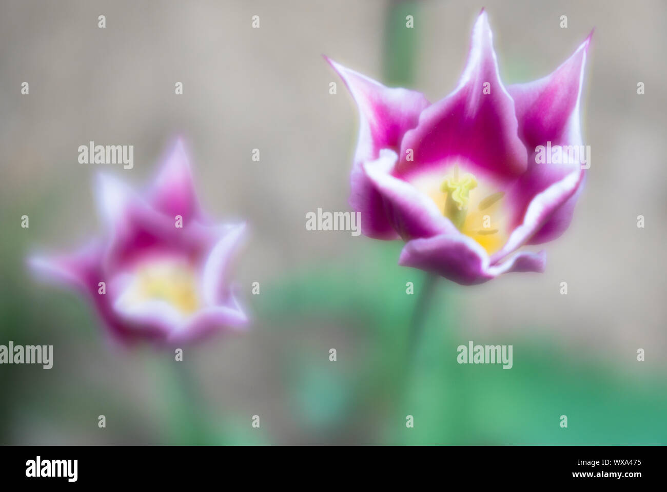 Trasognata due-tono di tulipani in viola e bianco con speciale punta di razza petali in scintillante li luminosi Foto Stock