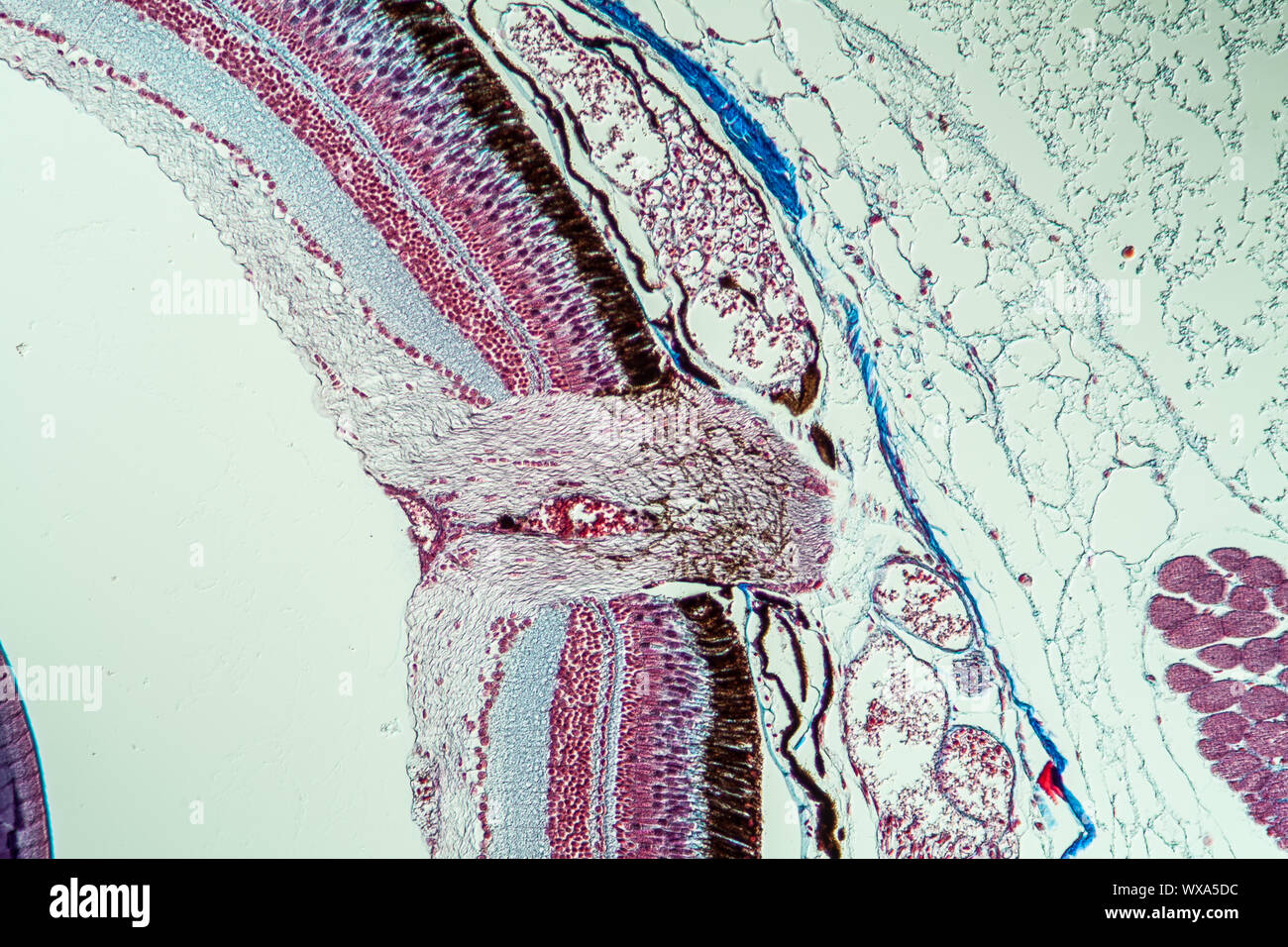 Il danio zebrato nervo ottico del pesce 200x Foto Stock