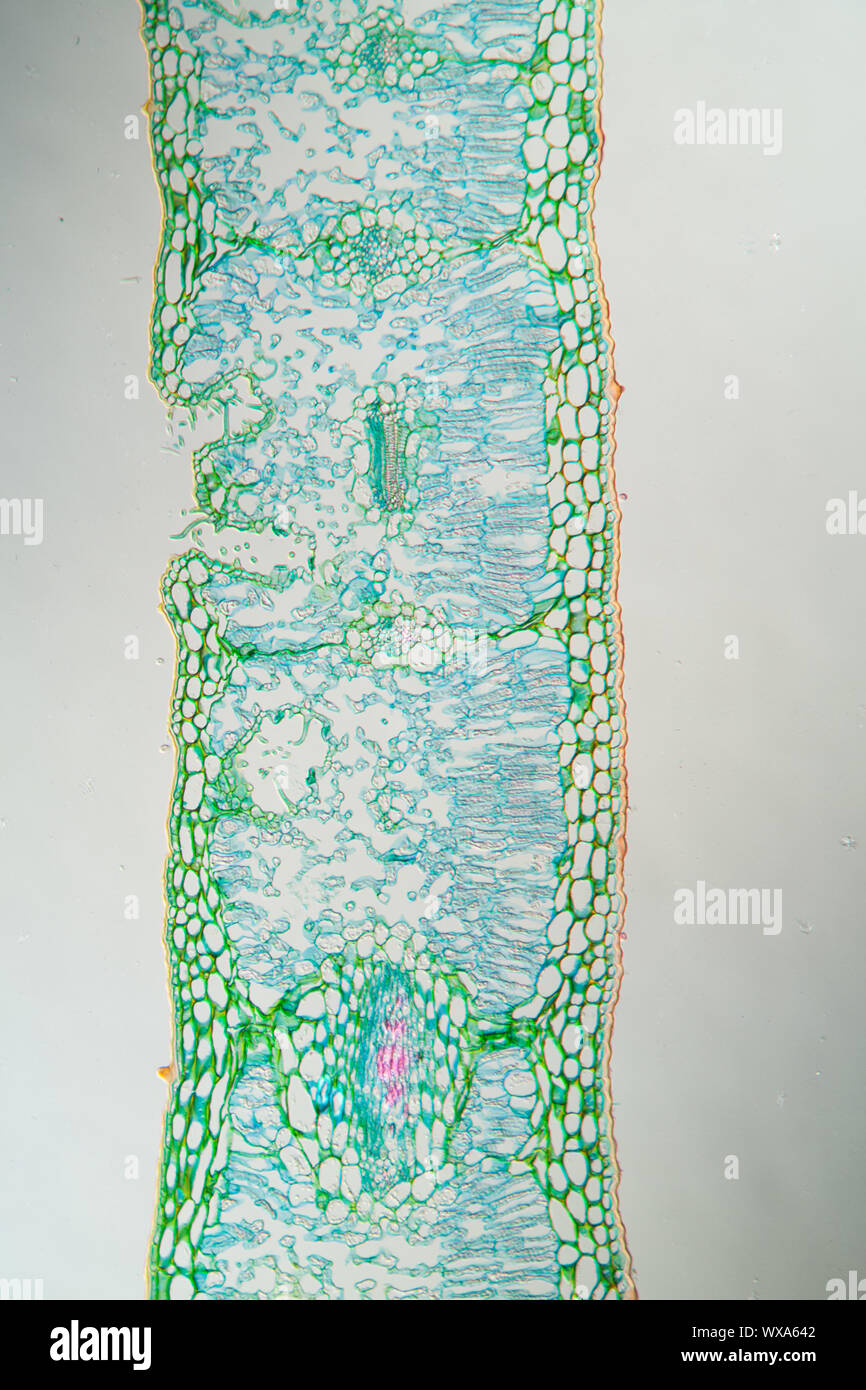 Foglie di sezione trasversale al microscopio 100x Foto stock - Alamy
