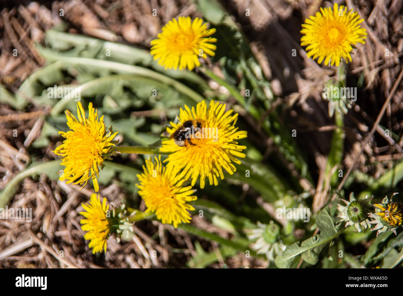 Tarassaco i fiori sono visitati da insetti Foto Stock