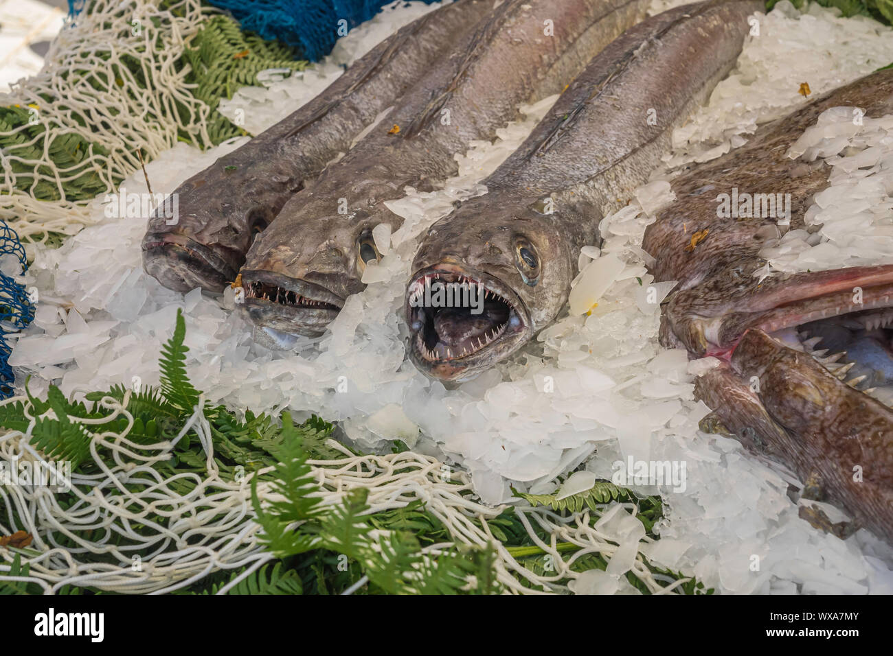 Vista di testa di tre Nasello fresco pesce che mostra i loro denti prevista sul ghiaccio per la vendita in un mercato in guerande, Francia. Foto Stock