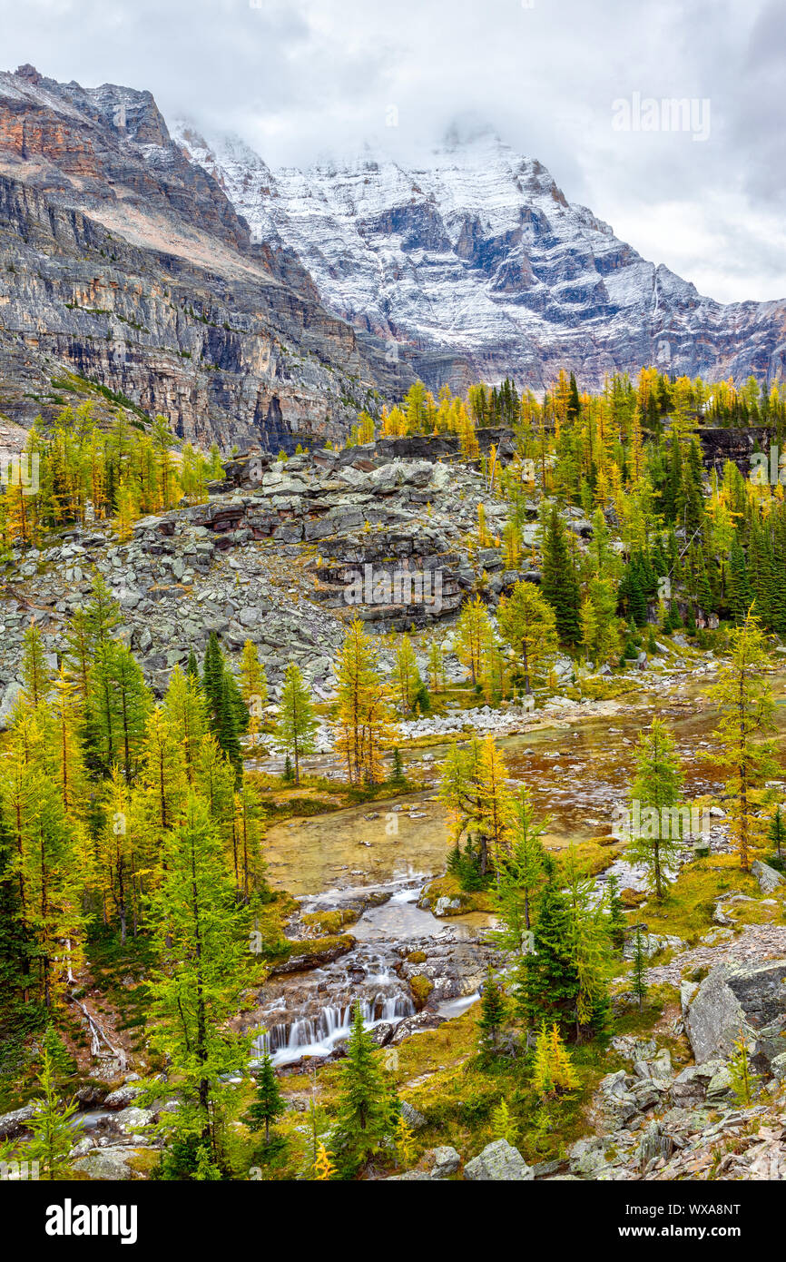 I larici girando golden su laghetti di montagna Yukness in background sul lago O'Hara nelle Montagne Rocciose Canadesi del Parco Nazionale di Yoho. Foto Stock