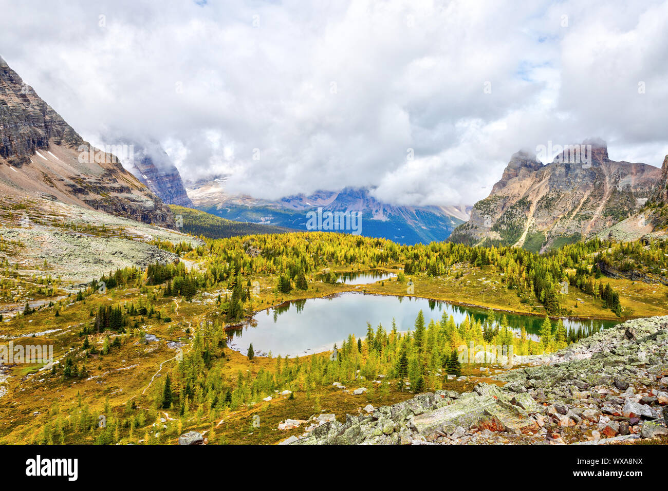 Golden larici circondano Hungabee Lago e laghetti sul sentiero Opabin presso il lago O'Hara nel Parco Nazionale di Yoho con montatura Shaffer e Yukness Mount Foto Stock