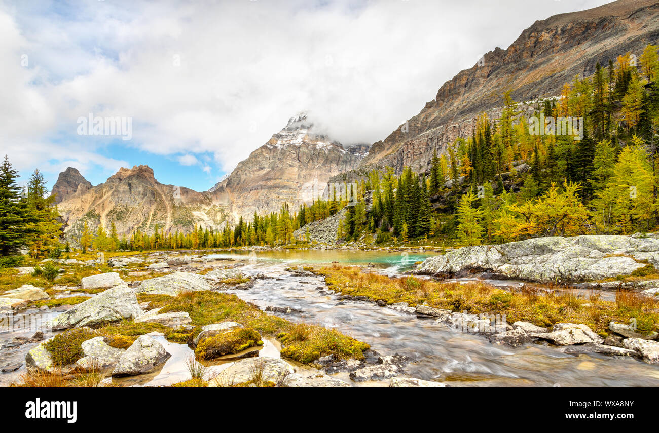 I larici girando golden su laghetti di montagna Yukness in background sul lago O'Hara nelle Montagne Rocciose Canadesi del Parco Nazionale di Yoho. Foto Stock