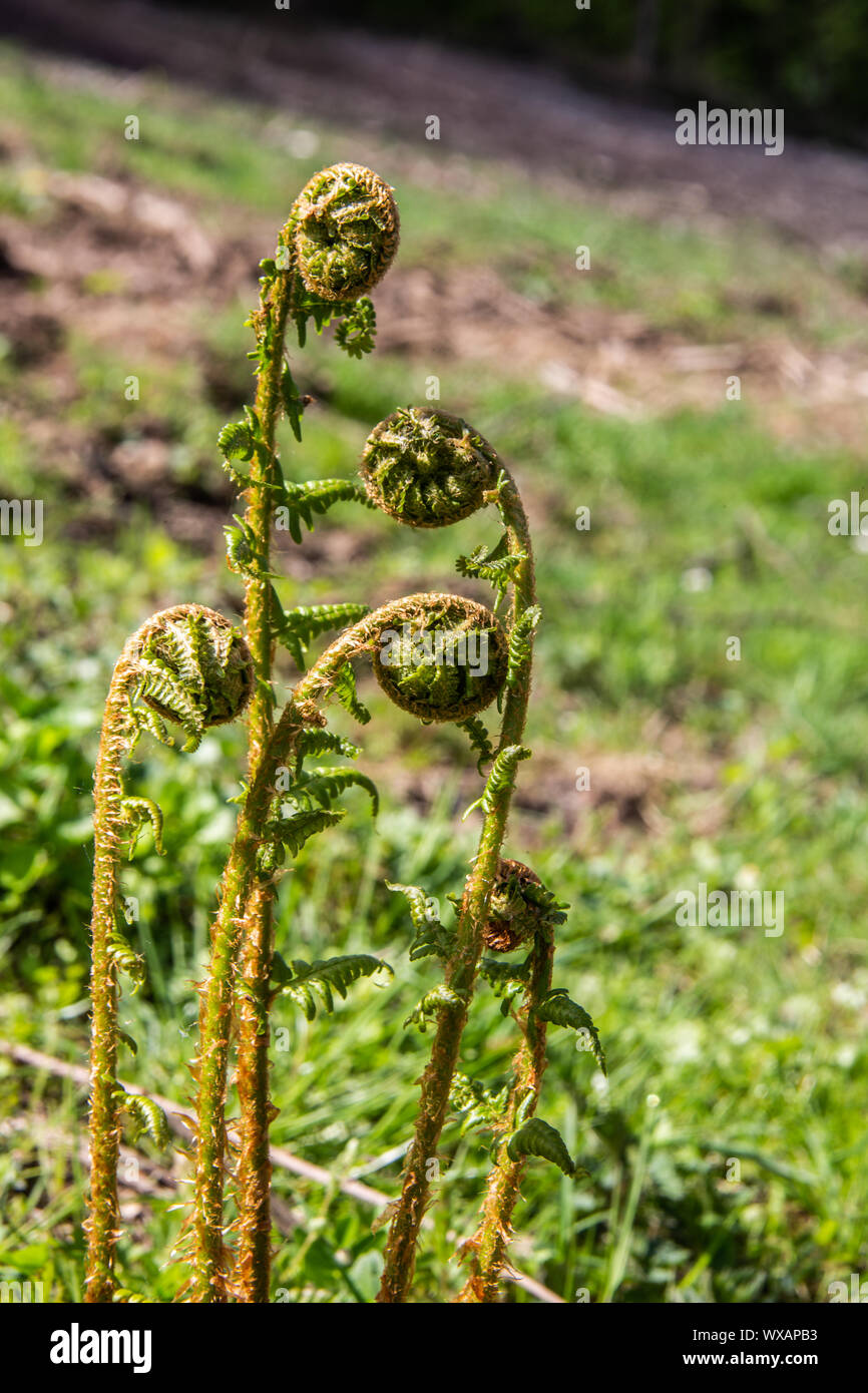 Giovani piante di felce con Germogli radicati Foto Stock