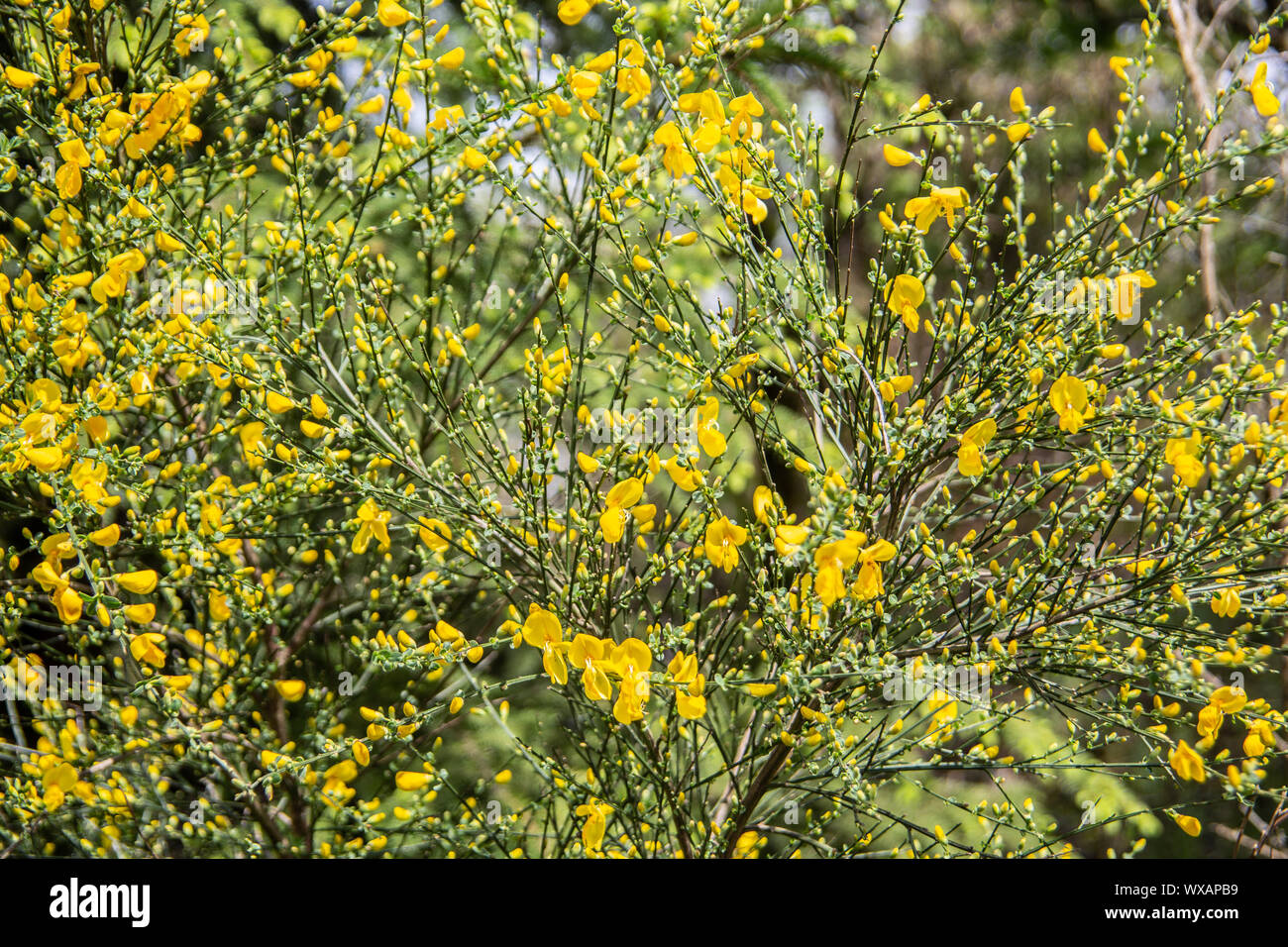 Besenginster arbusto con fiori di colore giallo Foto Stock