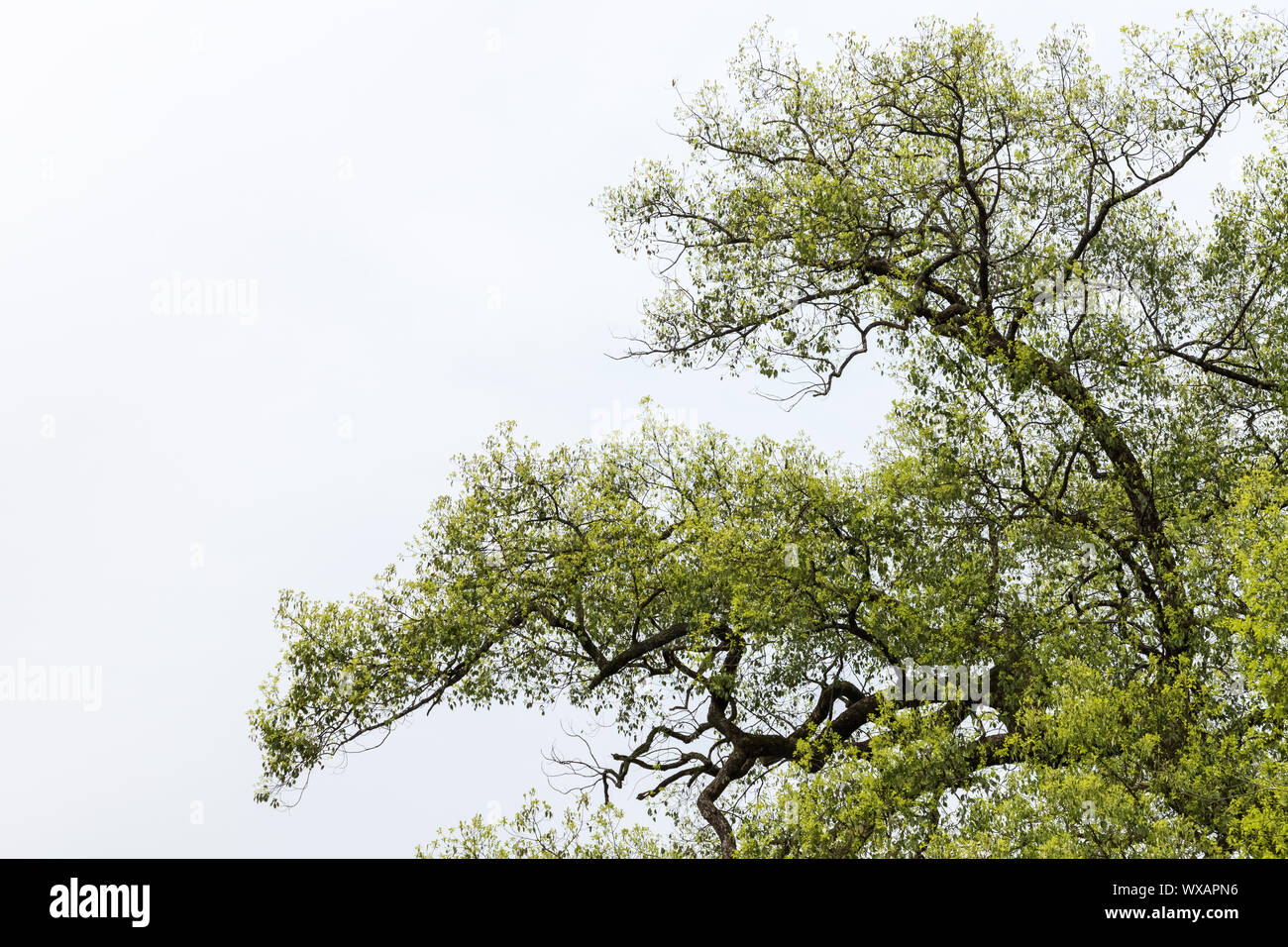 I rami di un vecchio albero in primavera Foto Stock
