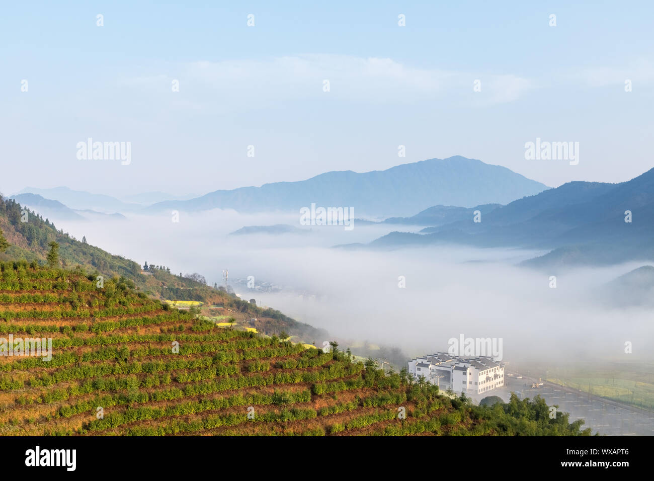 La piantagione di tè in primavera Foto Stock