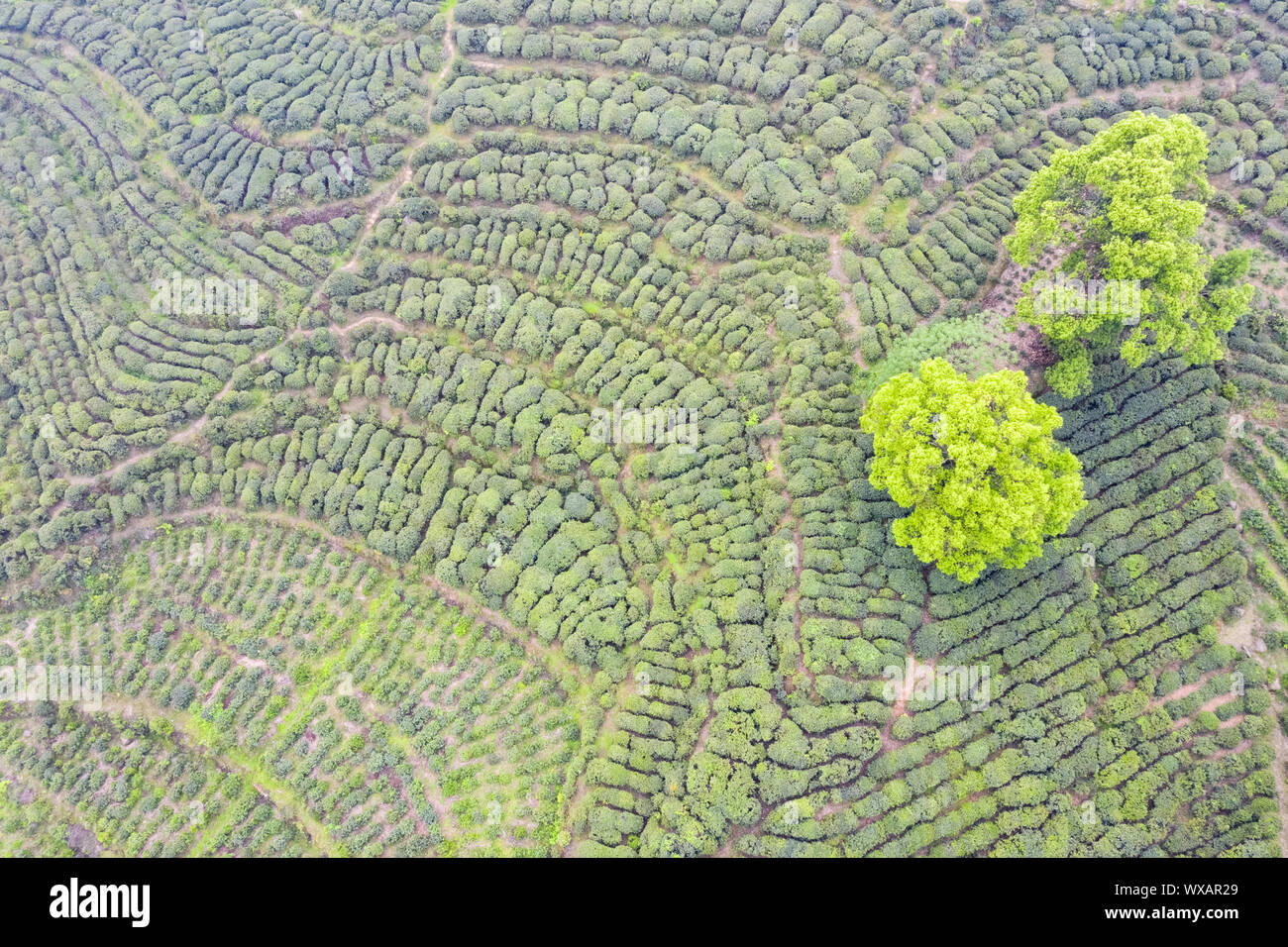 Vista aerea della piantagione di tè Foto Stock