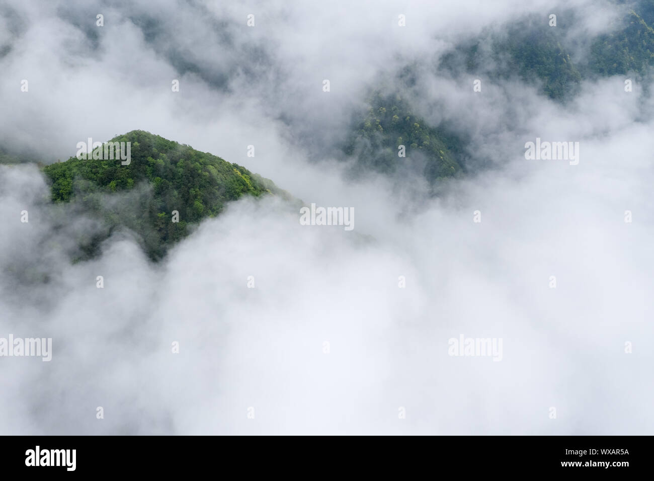 Foreste di montagna nella nebbia di cloud Foto Stock