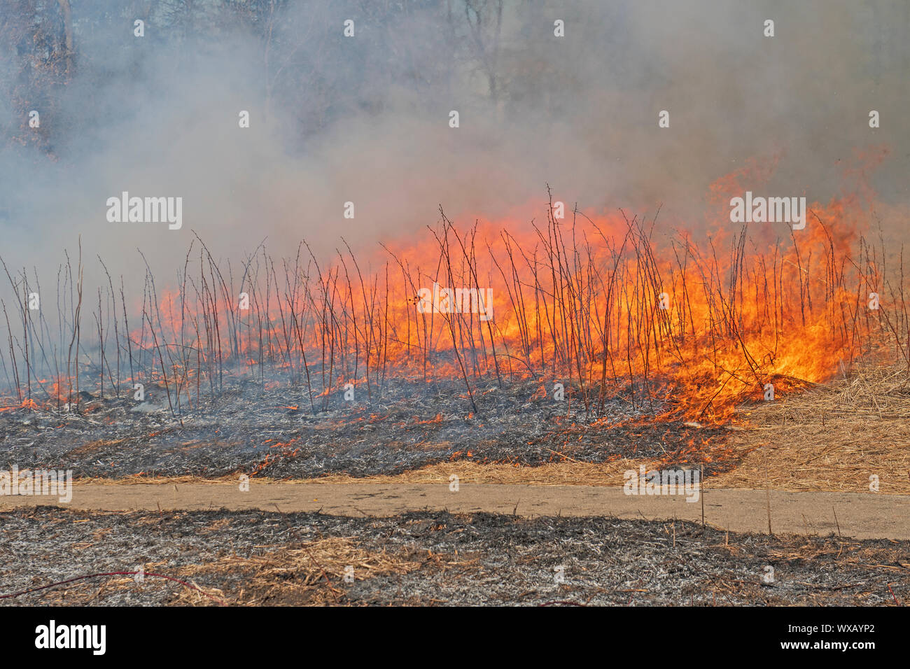 Il fuoco si muove attraverso l'Erba Prarie nella valle di primavera natura centratore in Schaumburg, Illinois Foto Stock