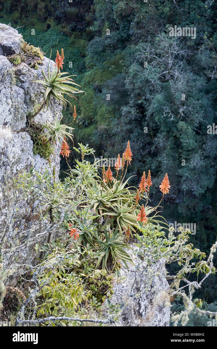 Molte piante di aloe su una roccia Foto Stock