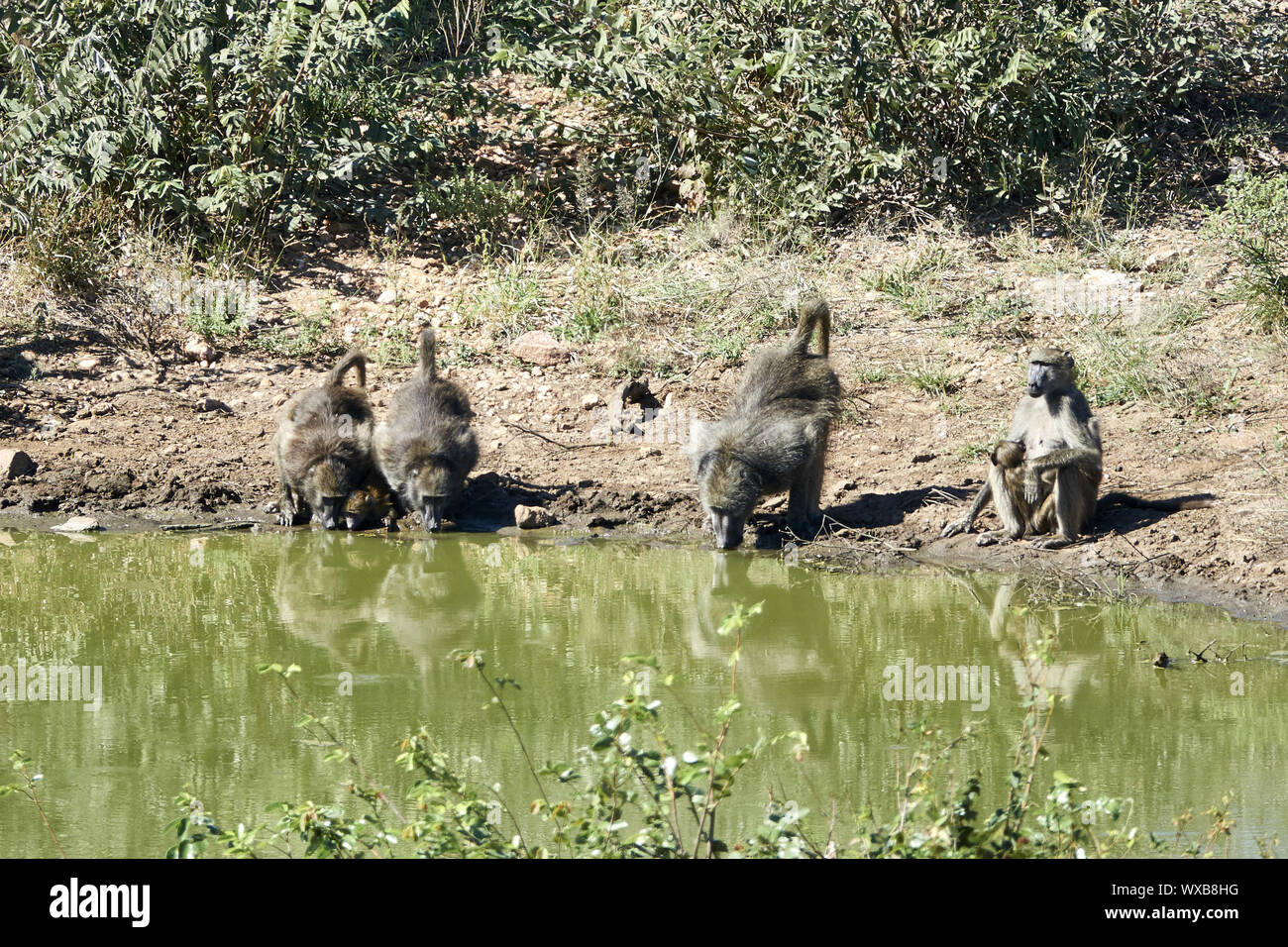 I babbuini a waterhole in Sud Africa Foto Stock