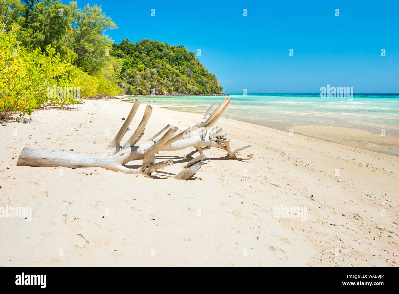 Albero secco sulla spiaggia di sabbia bianca Foto Stock