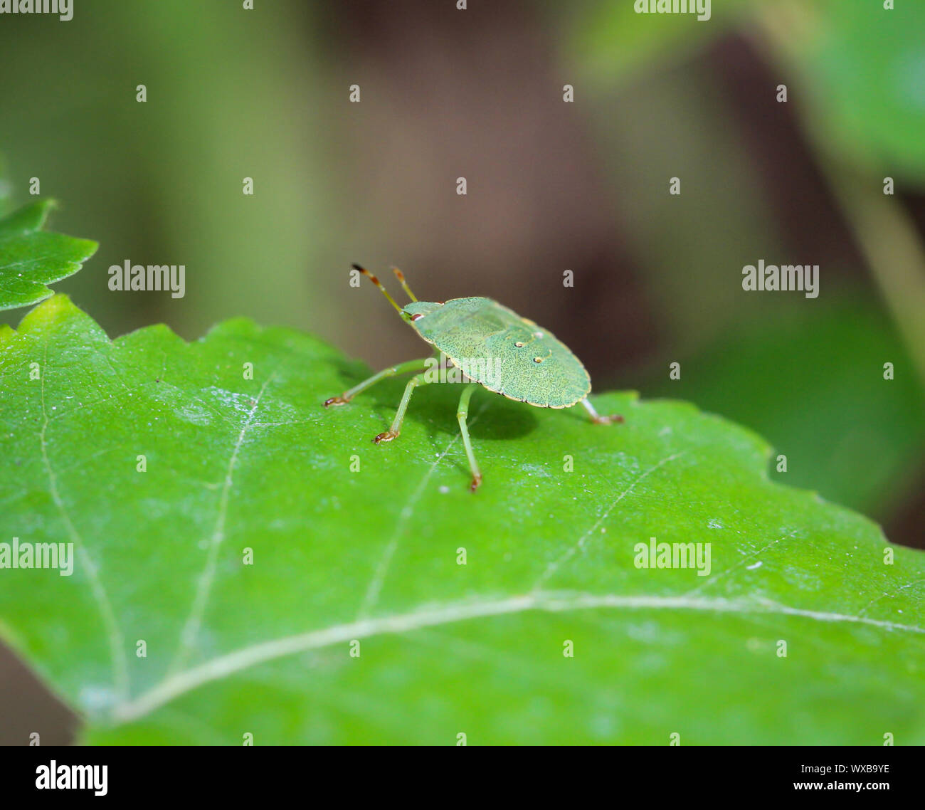 Un bug o beetle su un impianto Foto Stock