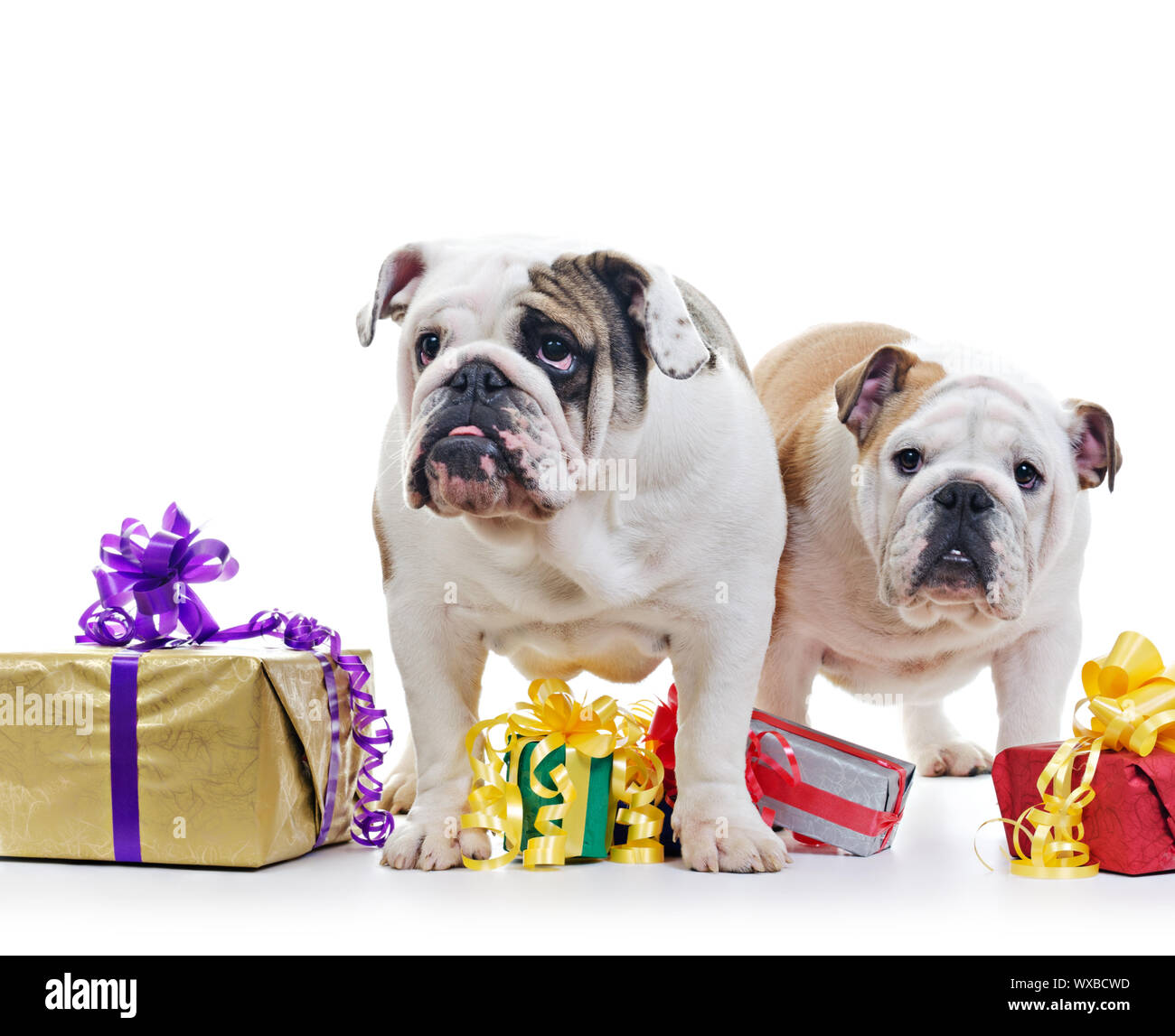 Due Bulldog inglese cani su piedi vicino e sopra le scatole regalo su  sfondo bianco, il fuoco selettivo Foto stock - Alamy