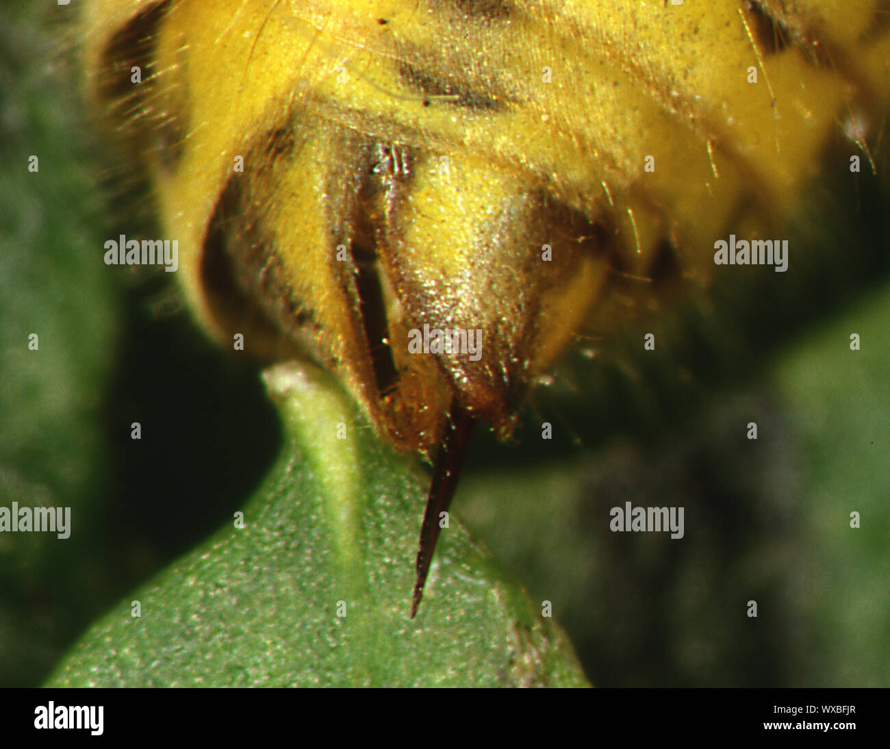 Wasp comune addome con sting Foto Stock