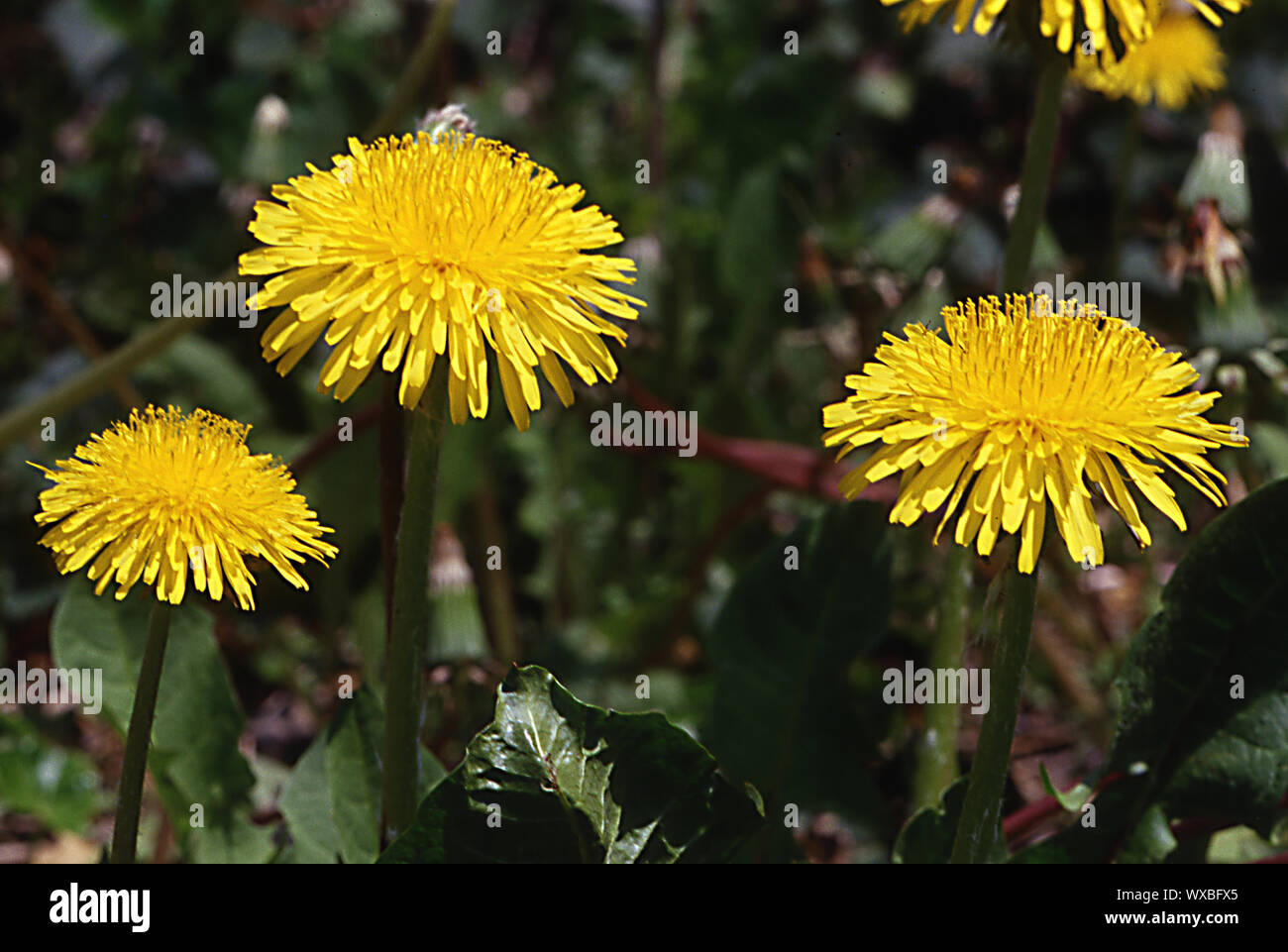 Giallo tarassaco come fiori di prato su pascolo Foto Stock