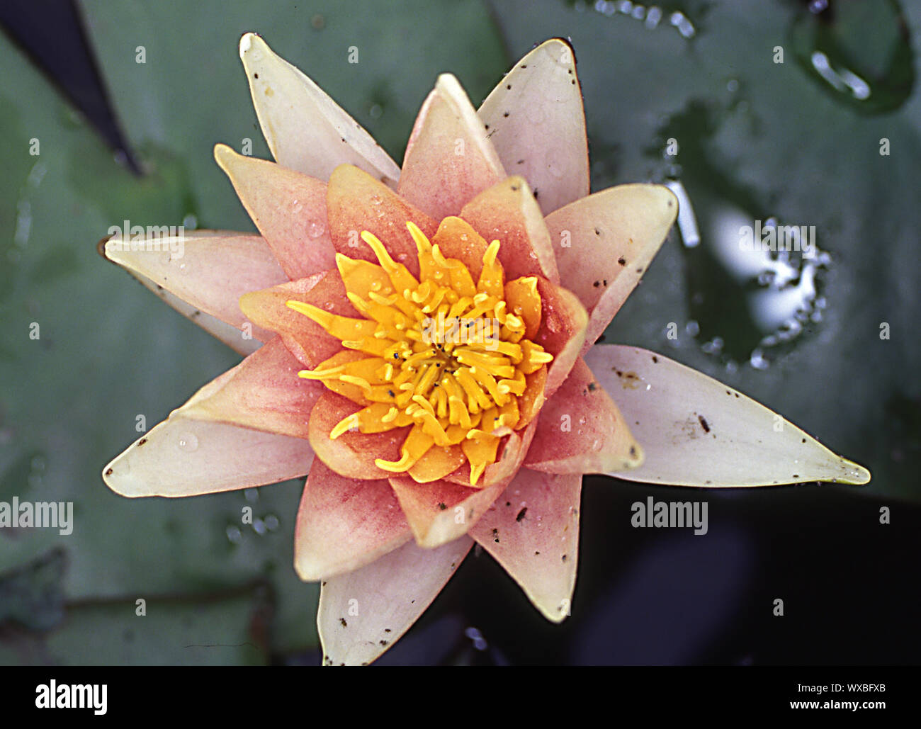 Rosa ninfee galleggianti in stagno Foto Stock