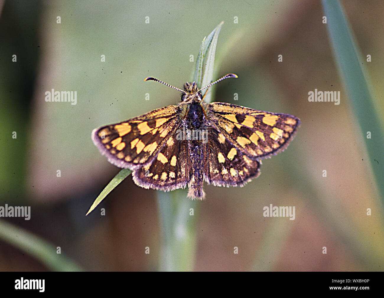 Dickkopffalter sulla lama di erba Foto Stock