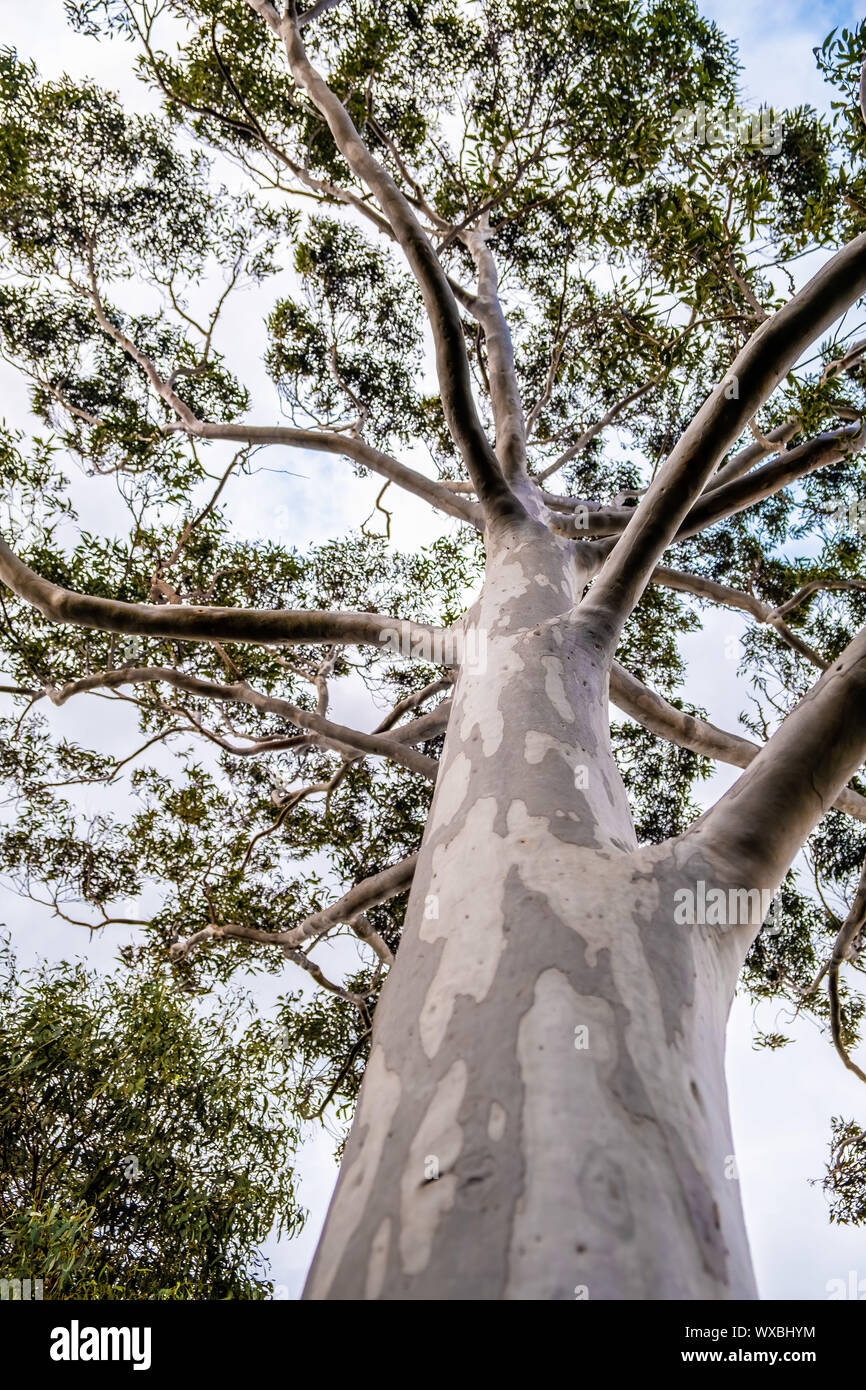 Guardando verso l'alto eucalipto tettuccio - immagine verticale Foto Stock