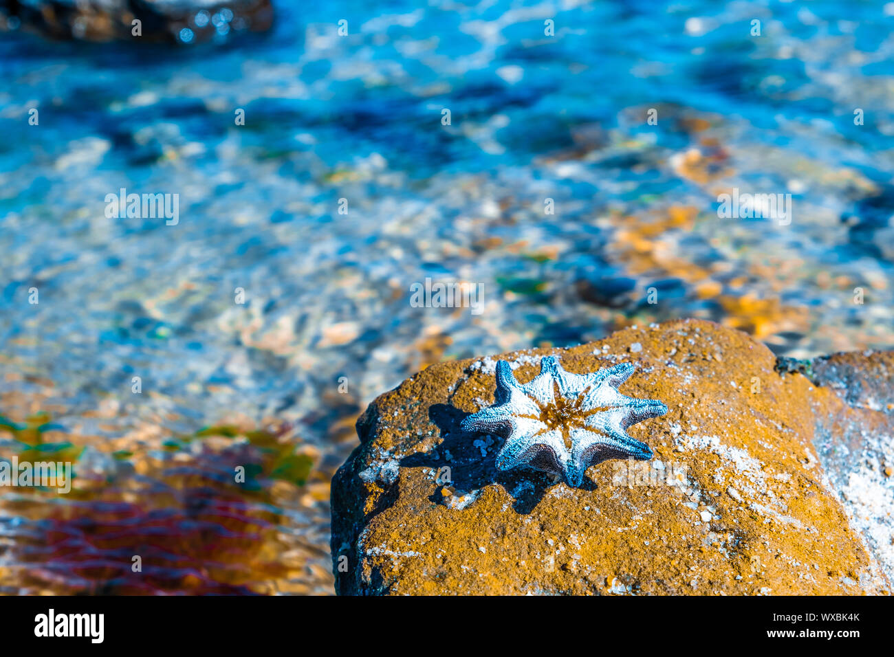 Starfish sulla roccia di colore arancione vicino al mare - focus poco profonda Foto Stock