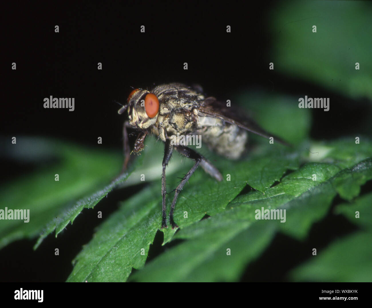 Volare con gli occhi rossi si acquatta sulla lamina Foto Stock