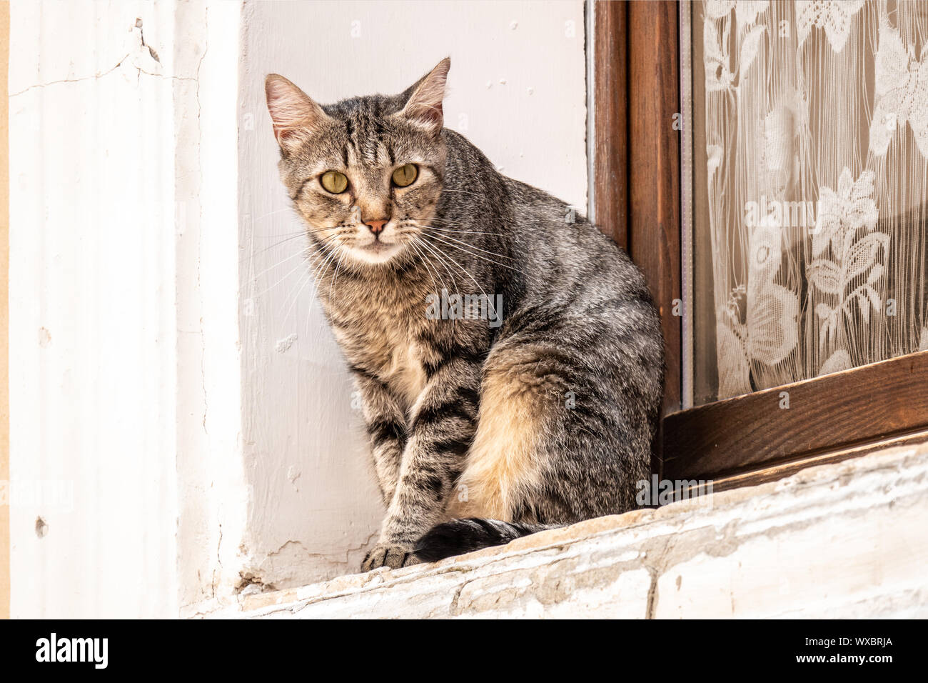 Un simpatico gatto fuori dalla finestra Foto Stock