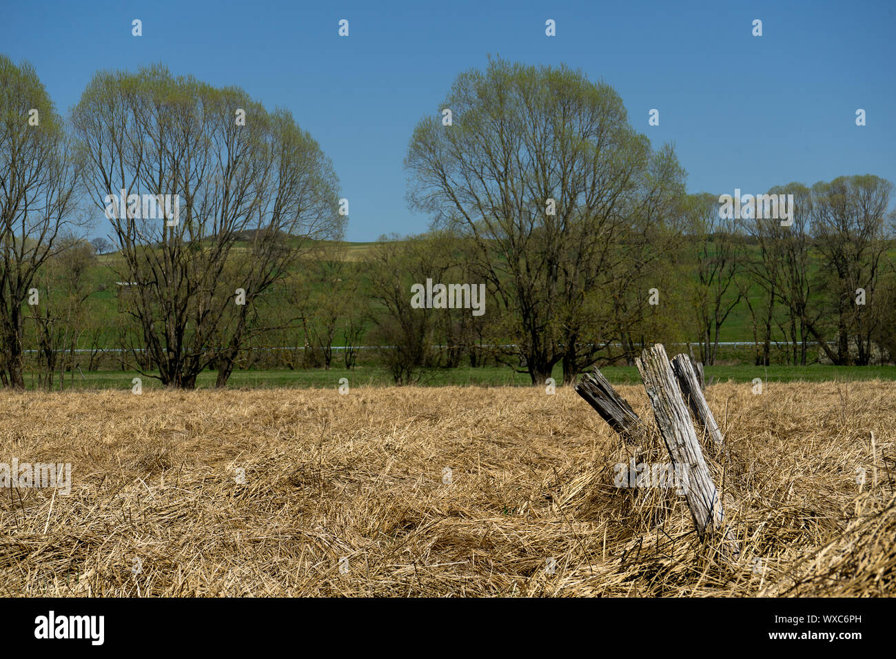 Vista del paesaggio per gli alberi con antica recinzione Foto Stock