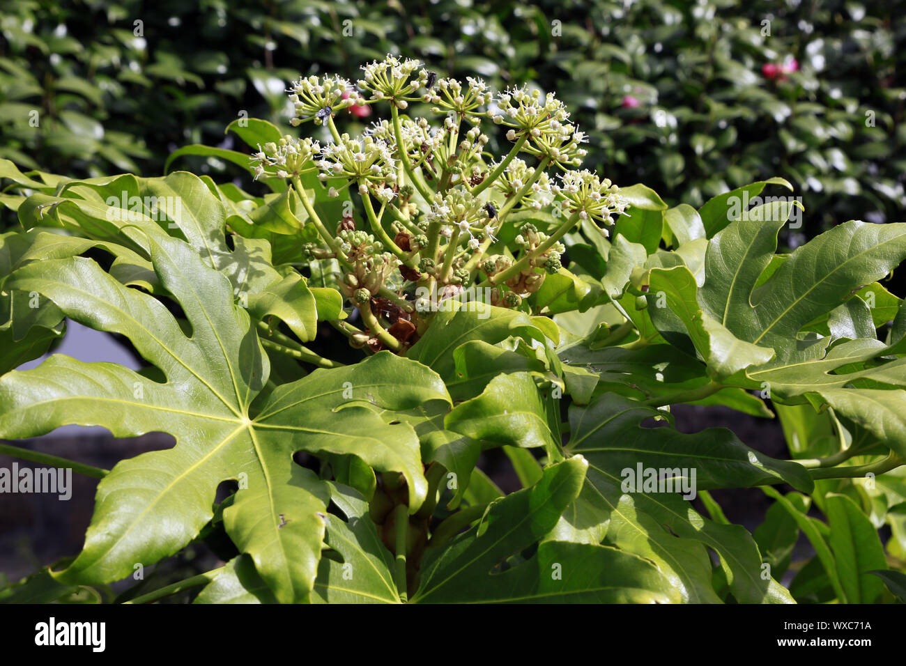 Zimmeraralie (Fatsia japonica, figlio. Aralia japonica, Aralia sieboldii) im Garten Antonio Borges Foto Stock
