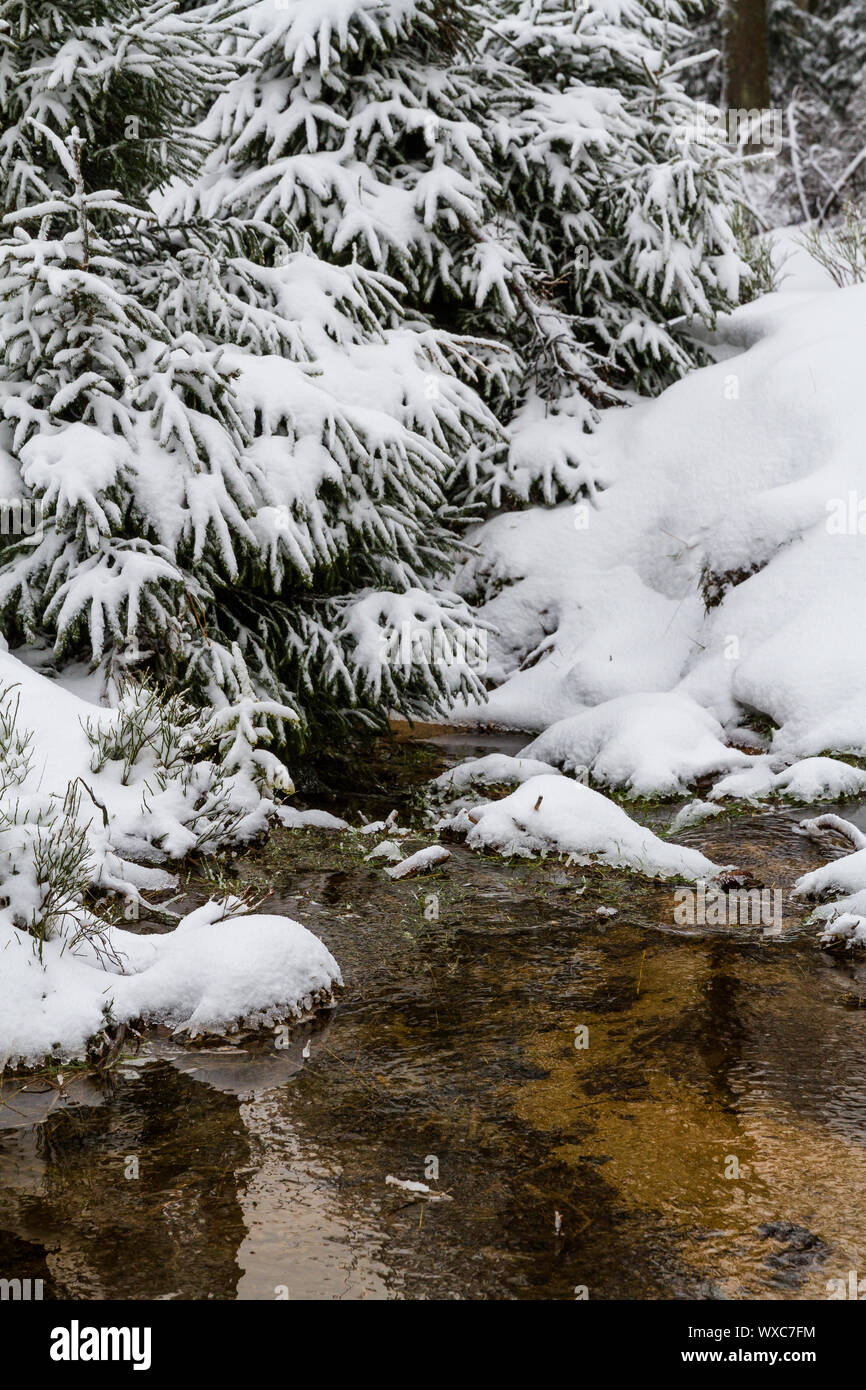 Parco Nazionale di Harz la Oderteich in inverno Foto Stock