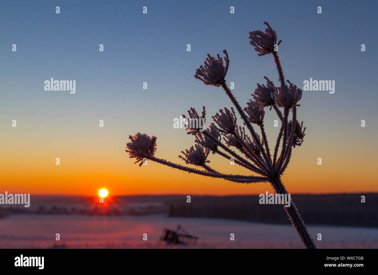 Alba a Harz Selketal Foto Stock