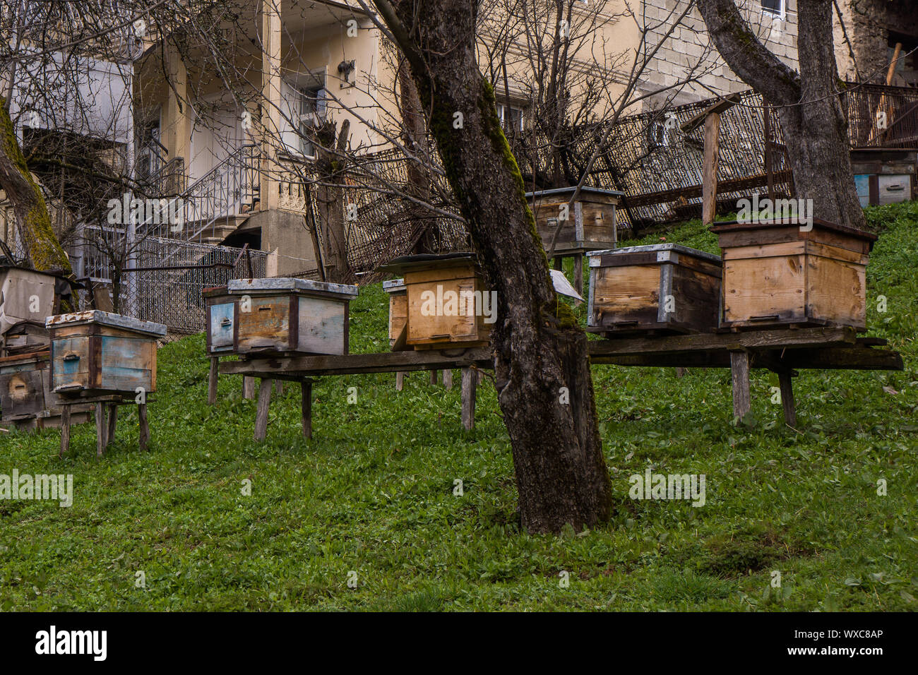 Bee scorte in svanetia Foto Stock