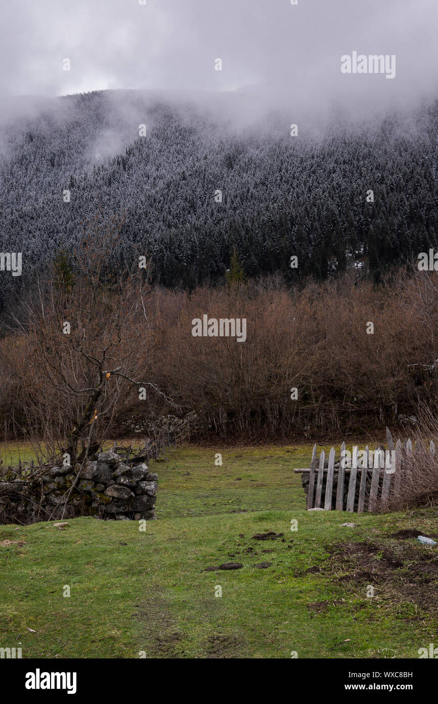 Svanetian prato e bosco Foto Stock