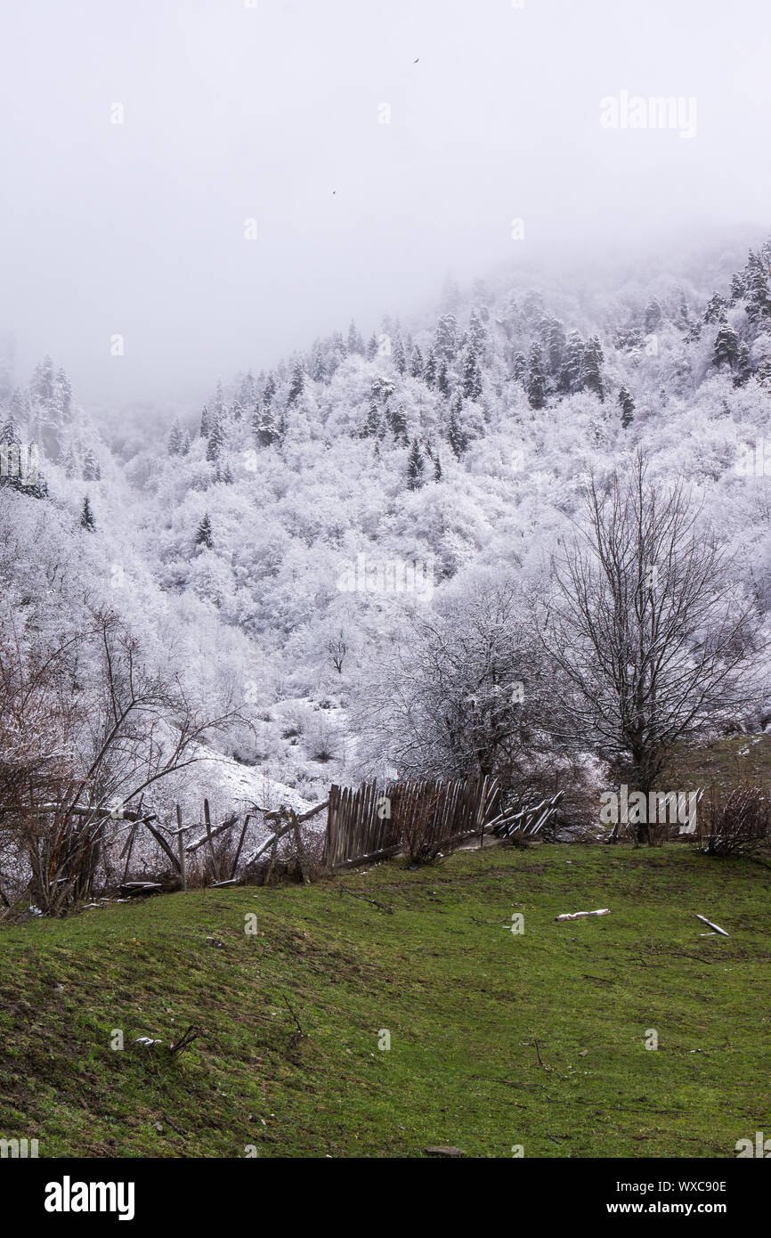 Neve fresca a copertura di alberi in montagna Foto Stock