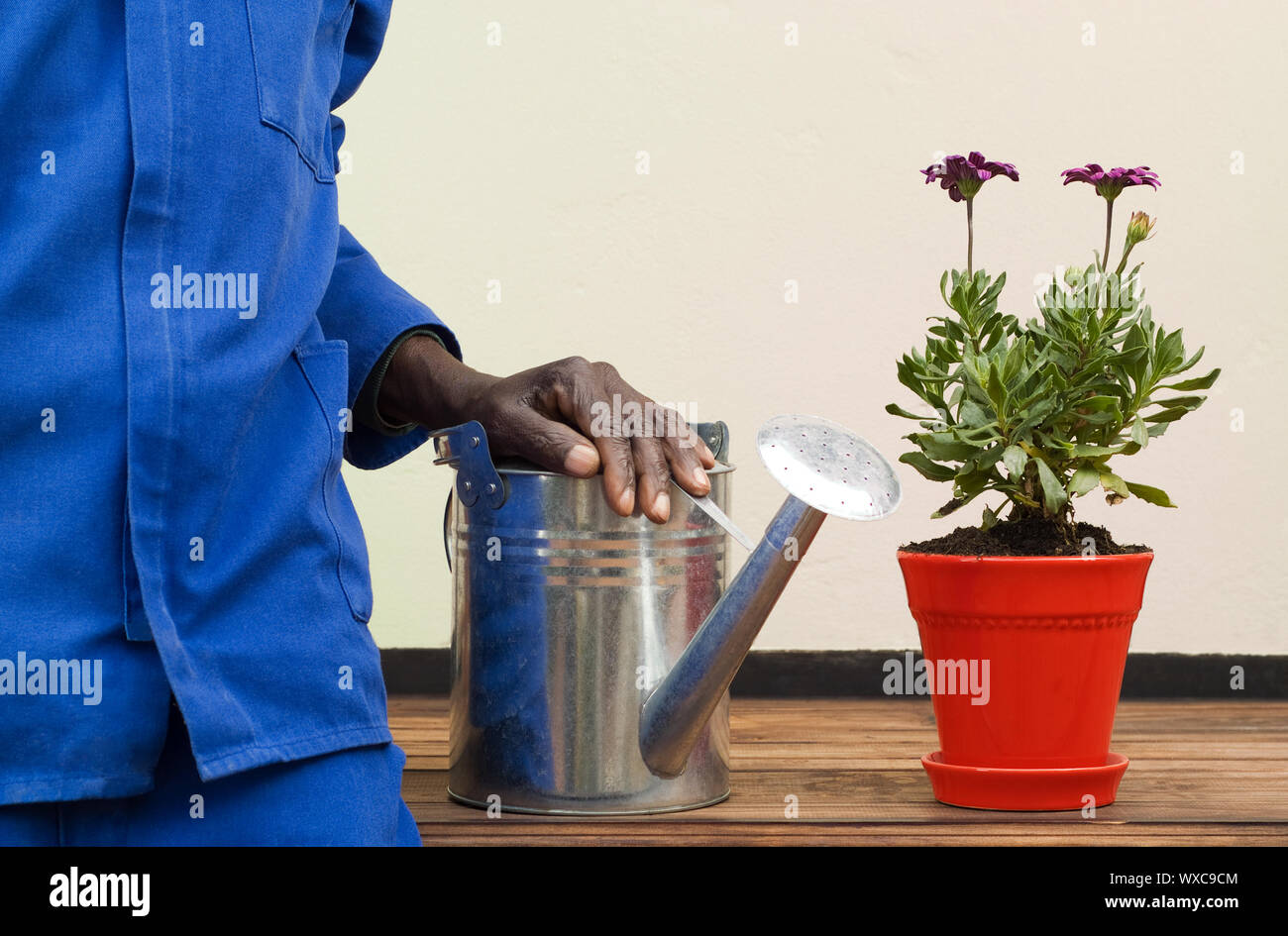 African American braccio di appoggio su Annaffiatoio accanto al rosso Potplant Foto Stock